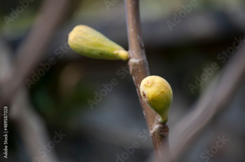 The fig fruits in winter photo