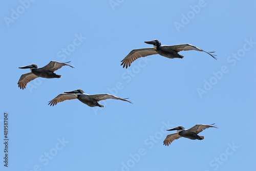 Pelicans in flight over the North Carolina coast.