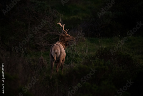 Tule Elk With Antlers Facing Right photo