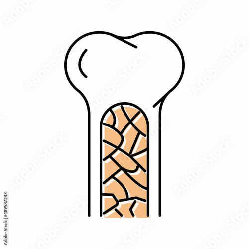 bone marrow color icon vector illustration