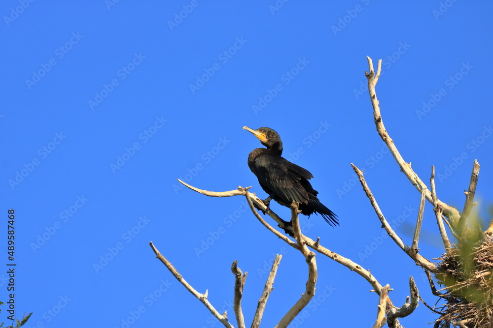 European Cormorant in the Danube Delta European Cormorant in the Danube Delta