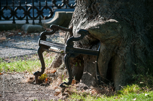 Photography The Hungry tree