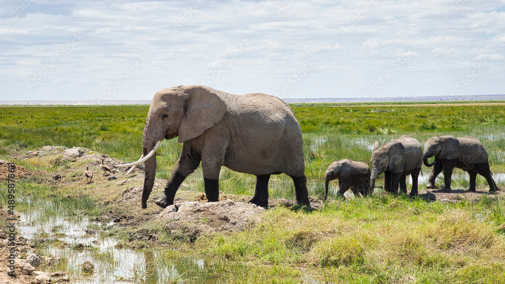 African elephant cow with three calves in Amboseli National Park. African elephant cow with three calves in Amboseli National Park.