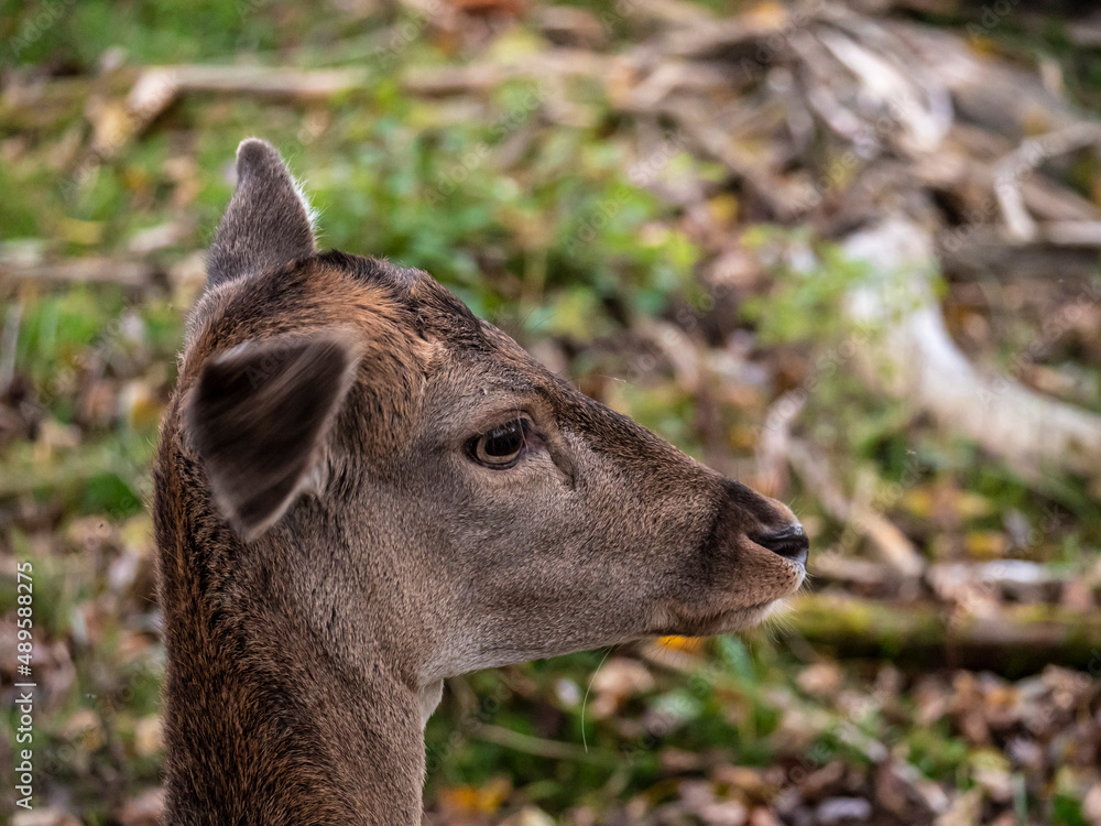 Fototapeta premium portrait of a young deer in the forest