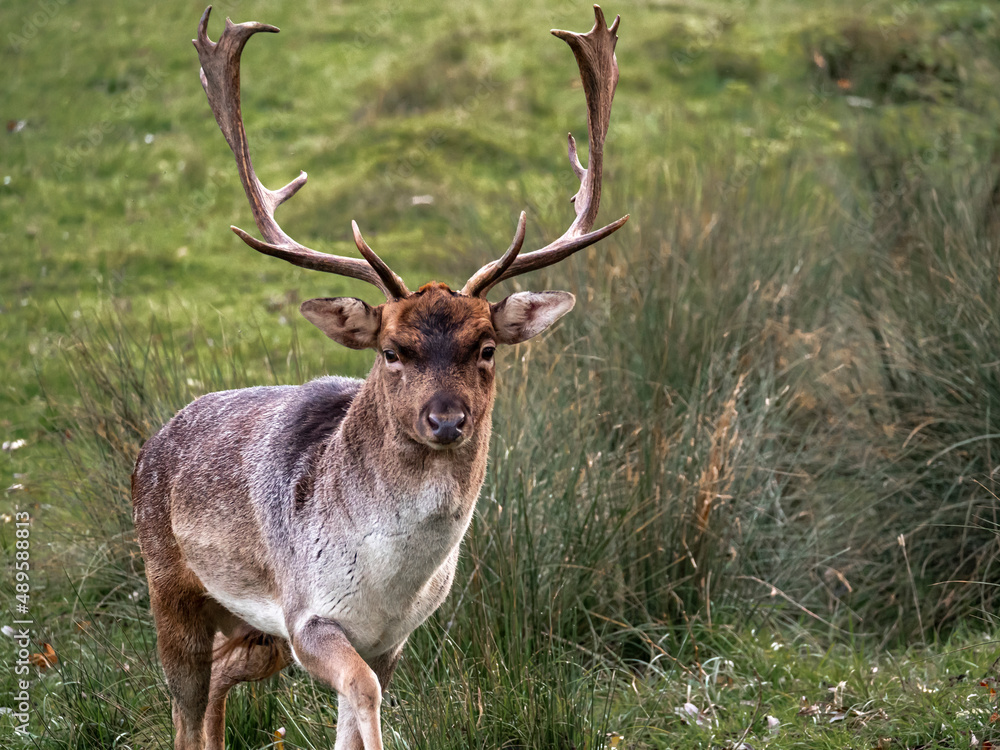 Portrait of a deer in a forest clearing Portrait of a deer in a forest clearing