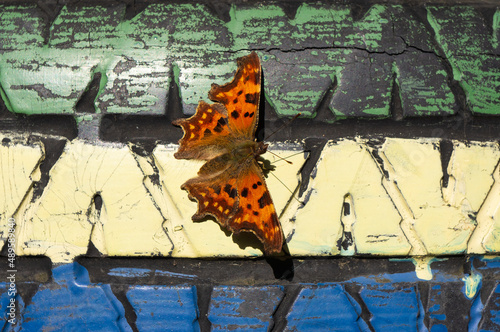 Comma butterfly warms up on a painted tire tread photo