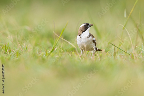 white-browed sparrow-weaver (Plocepasser mahali) foraging in a meadow.