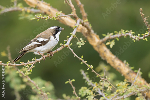 A white-browed sparrow-weaver (Plocepasser mahali) 
 perched on a branch of a tree.