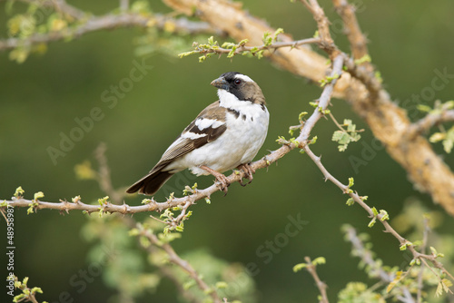 A white-browed sparrow-weaver (Plocepasser mahali) perched on a branch of a tree. photo