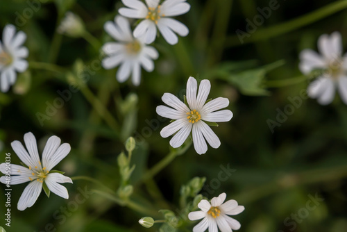 Marsh stitchwort white flowers