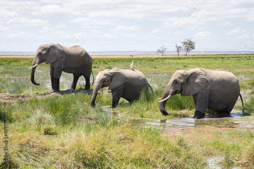 Three african elephants, Loxodonta africana, in the wetland of Amboseli National Park.