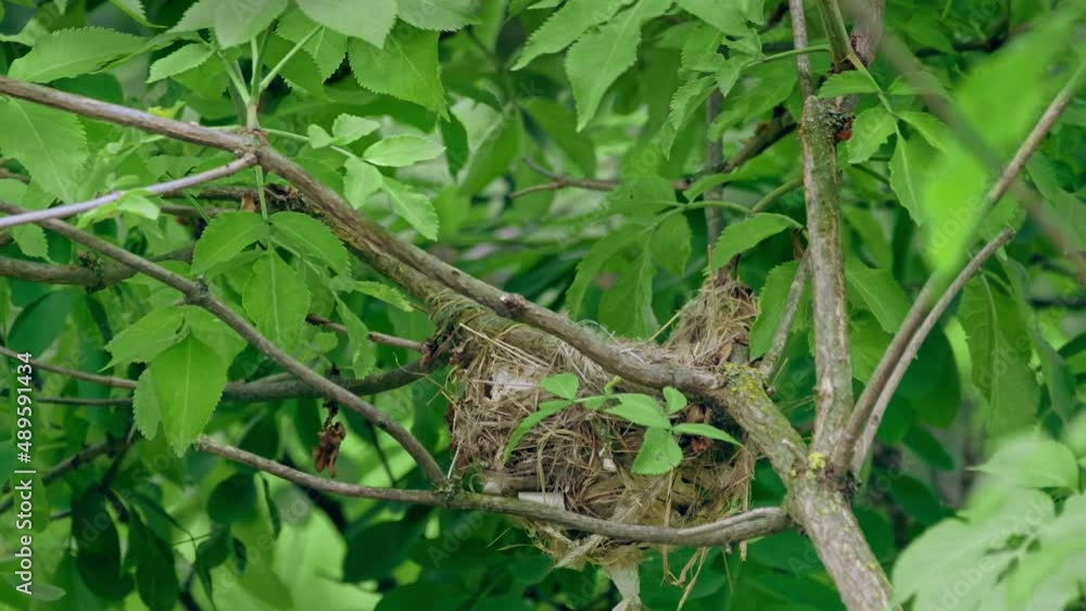 Eurasian golden oriole (Oriolus oriolus), bird feeding babies in nest Eurasian golden oriole (Oriolus oriolus), bird feeding babies in nest