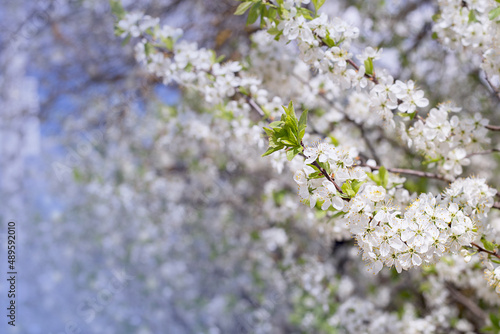 Spring abstract background - blooming cherry branch and unfocused background.