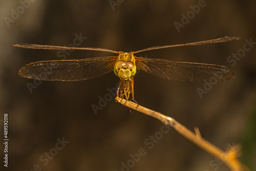 Dragon fly sitting horizontal on a branch
