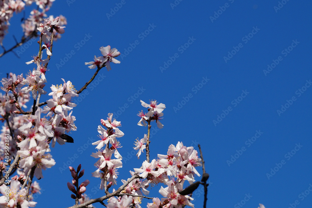 spring concept, flowering branches against the blue sky, copy space spring concept, flowering branches against the blue sky, copy space