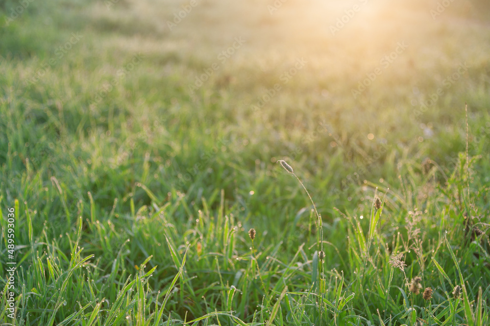 Sunlit morning dew on summer grass