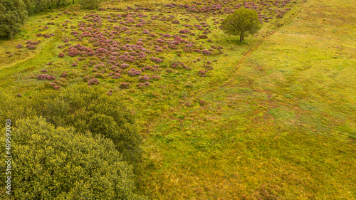 Green meadow with flowers, photographed with drone, seen from above