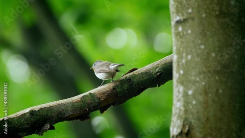 Red-breasted flycatcher (Ficedula parva) call, bird singing photo