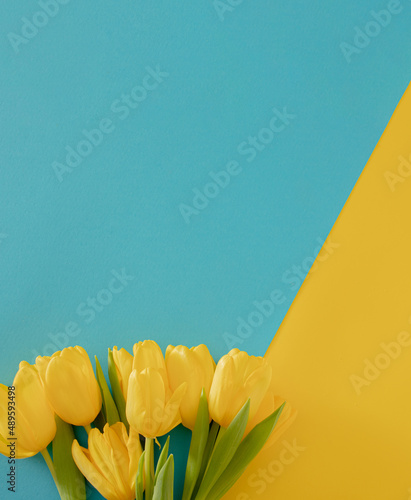 fresh easter yellow jungle gardening tulips flat lay on the desk against blue background with copyspace. spring minimalism