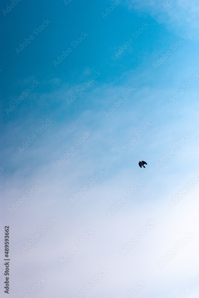 A full frame cloudy blue sky with small bird against them flying