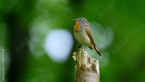 Red-breasted flycatcher (Ficedula parva) call, bird singing