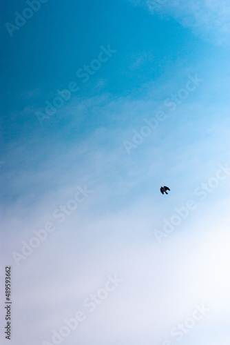 A full frame cloudy blue sky with small bird against them flying