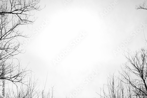 A black and white abstract photo with scary dark branches against a clear bright sky