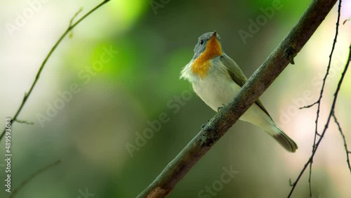Red-breasted flycatcher (Ficedula parva) call, bird singing