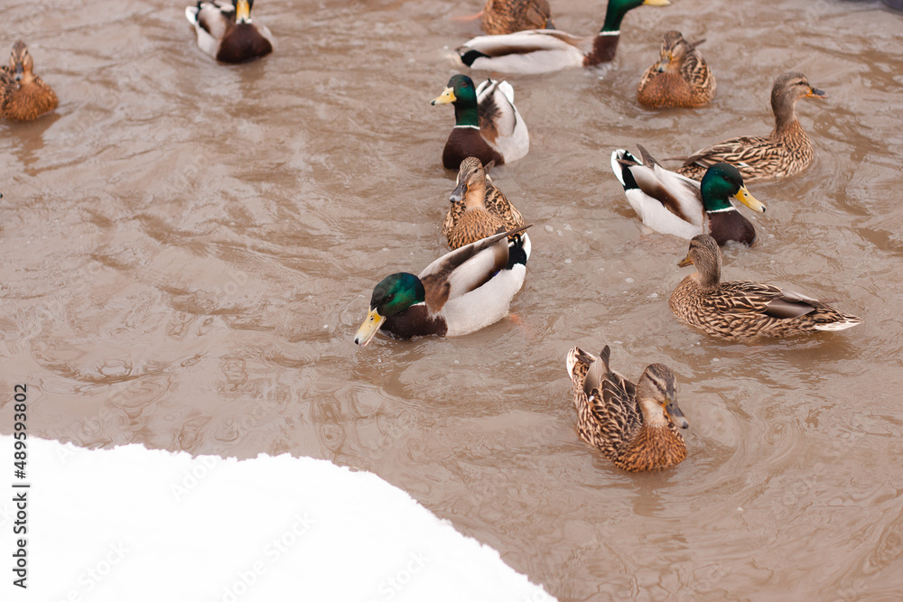 Several ducks in the green pond swimming and eating during a snowy winter Several ducks in the green pond swimming and eating during a snowy winter