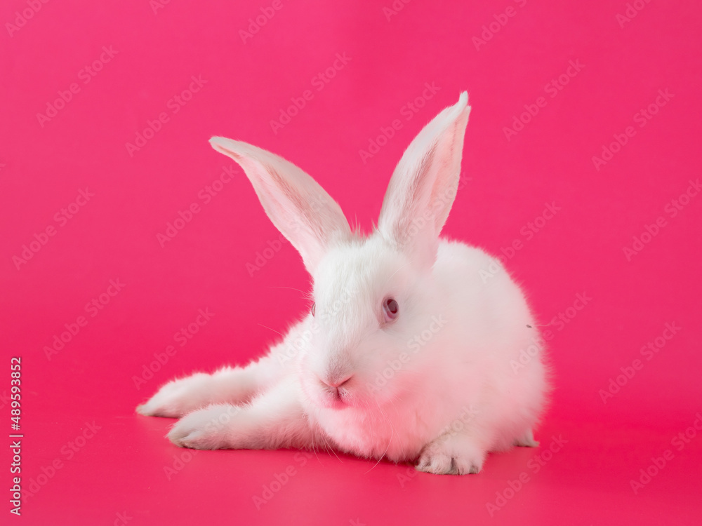 easter white bunny against pink background. adorable surreal modern background easter white bunny against pink background. adorable surreal modern background