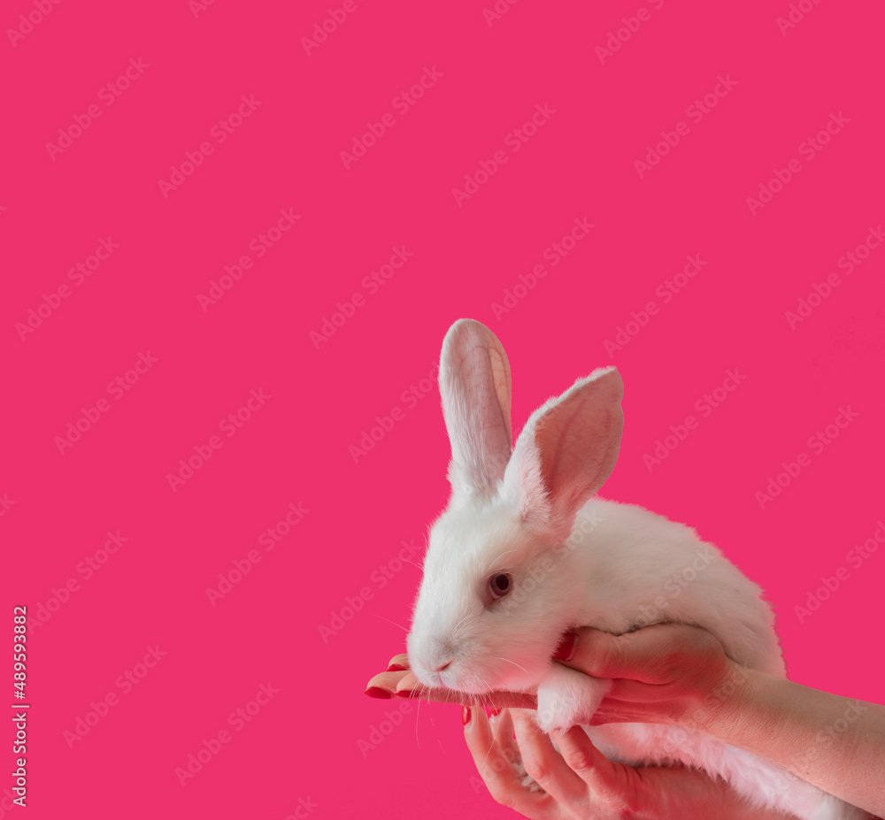 Obraz premium easter white bunny in female hands against pink background. adorable surreal modern background with copy cpace