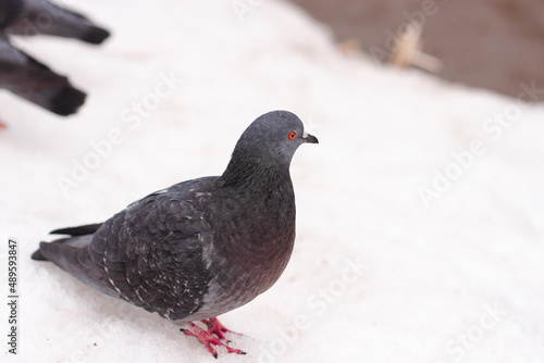 A closeup of a pigeon with a bright red eye on the white snow