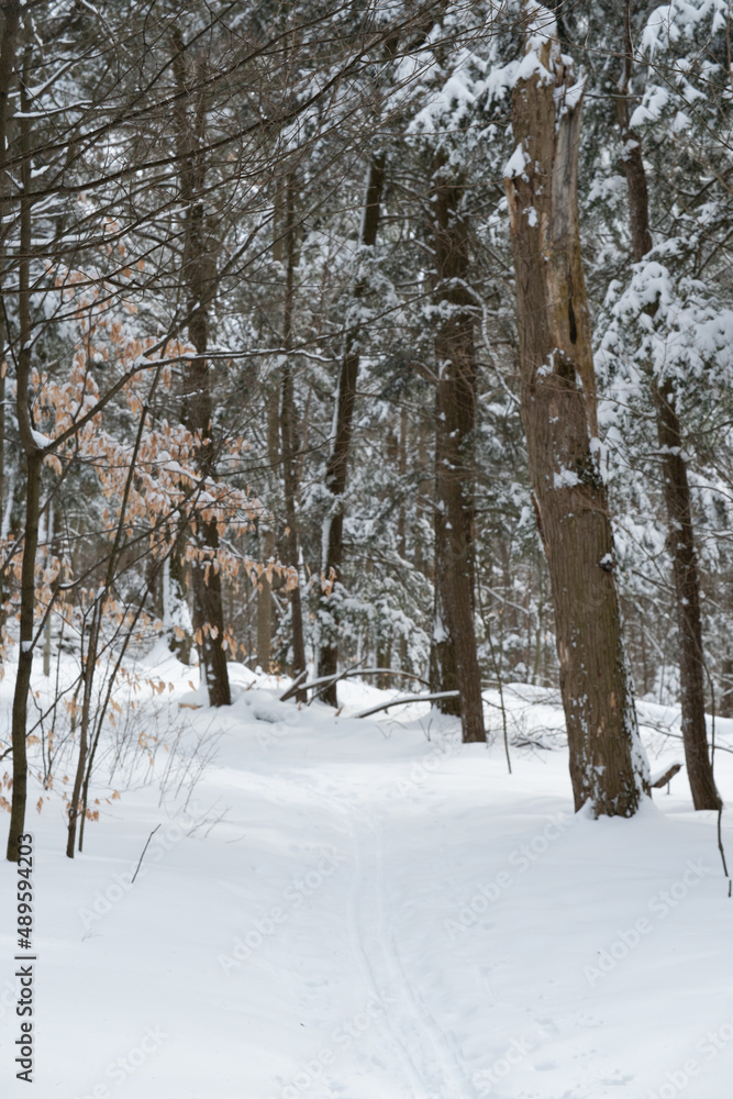 Nature Trees Winter Snow Nature Trees Winter Snow