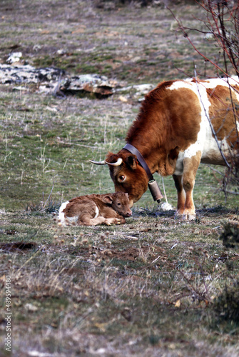 Vaca con su ternero recién nacido