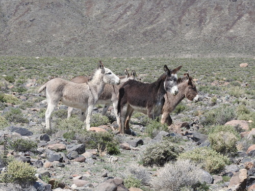 A group of wild burros enjoying a beautiful day in the desert, outside the town of Marietta, Mineral County, Nevada.
