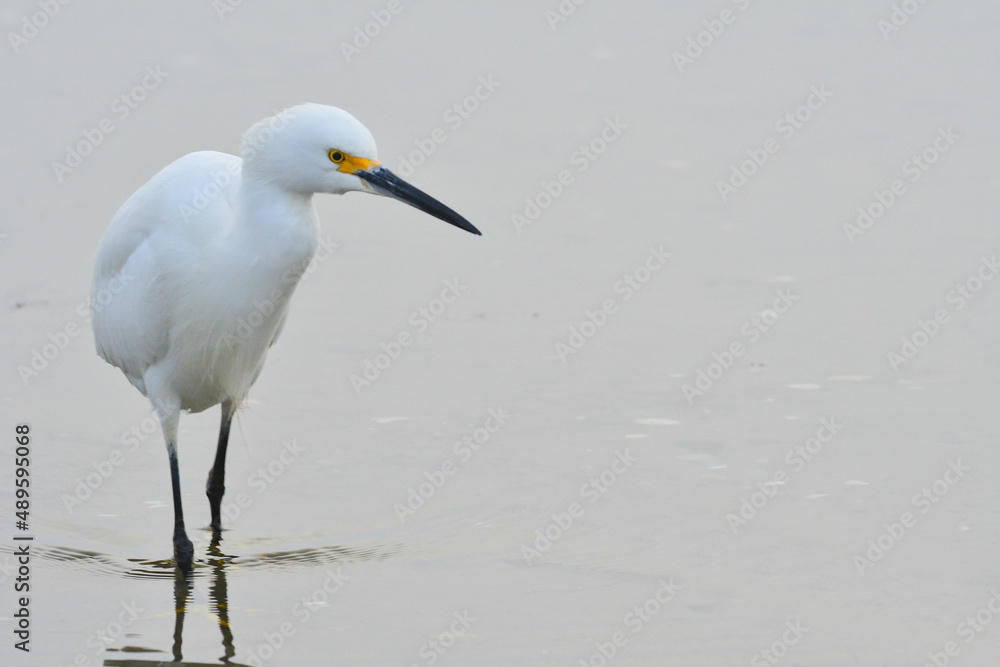 Snowy egret Snowy egret