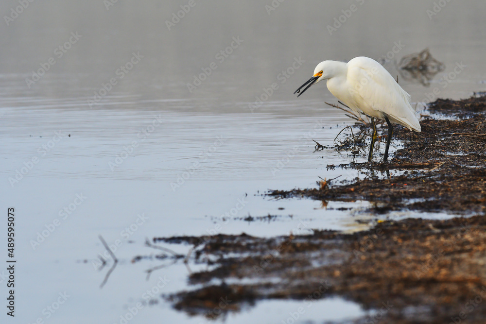 Snowy egret Snowy egret