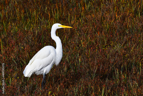 Canvas Print great egret