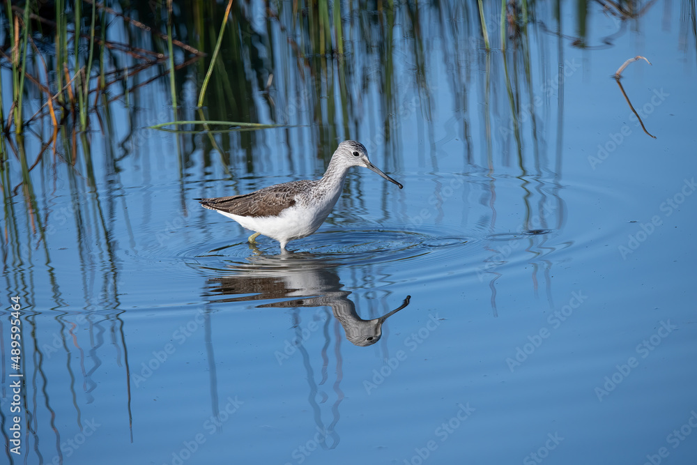 Greenshank feeding in the wetlands of El Fondo Spain. Greenshank feeding in the wetlands of El Fondo Spain.