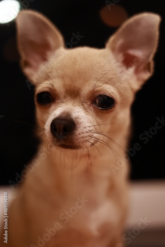 Wallpaper Mural Portrait of beige mini chihuahua dog, black background Torontodigital.ca