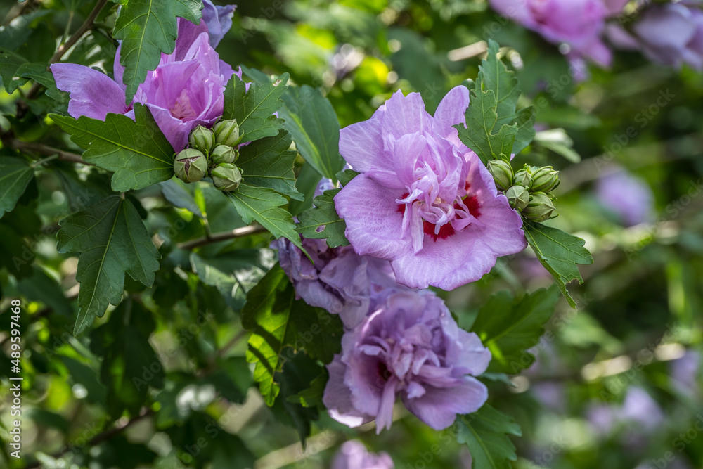 Rose of sharon blossoms closeup Rose of sharon blossoms closeup
