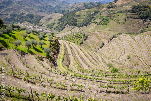 vineyards of Alto Douro Vinhateiro wine Region with a view to Veiga village (Cumieira), Santa Marta de Penaguião, district of Vila Real, Portugal