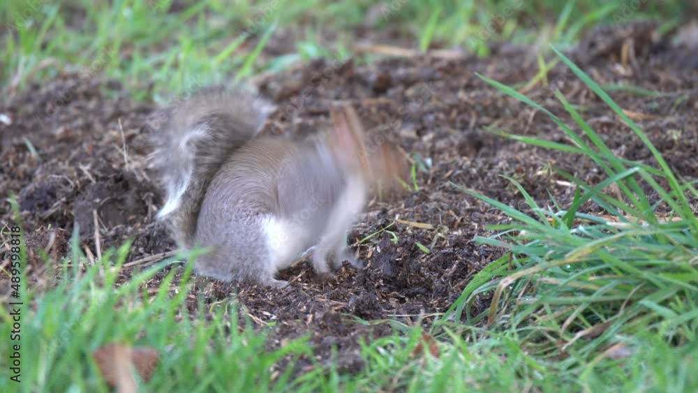 a grey squirrel (Sciurus carolinensis) digging for seeds amongst loose farm soil, adding food to the winter harvest a grey squirrel (Sciurus carolinensis) digging for seeds amongst loose farm soil, adding food to the winter harvest