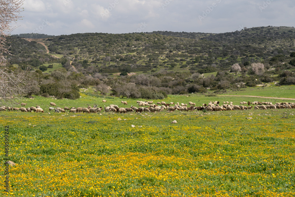 Biblical landscape in the Land of Israel Green nature, yellow and shepherd blossom with goats