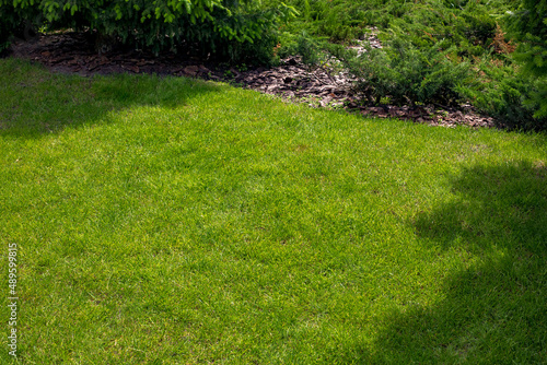 trimmed lawn lit by sunlight near a garden bed with evergreen bushes and tree bark mulching, natural eco friendly background with copy space.