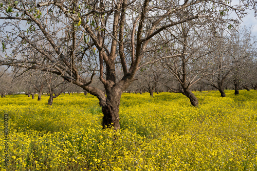 Yellow rash inside an almond grove