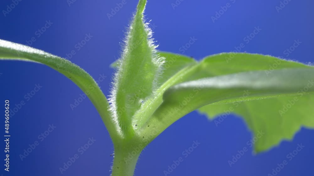 Time lapse of Growth green shoots of a plant Time lapse of Growth green shoots of a plant