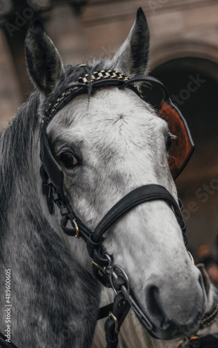 white horse head closeup with unfocused background