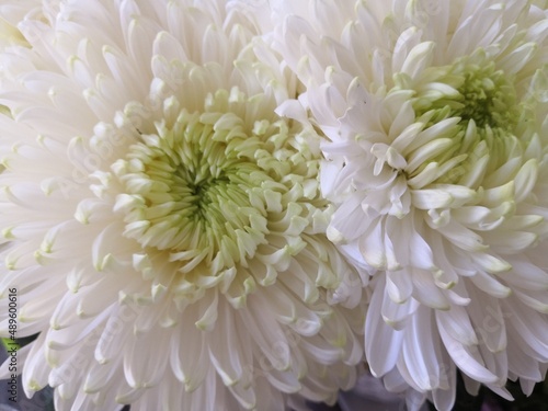Chrysanthemum white