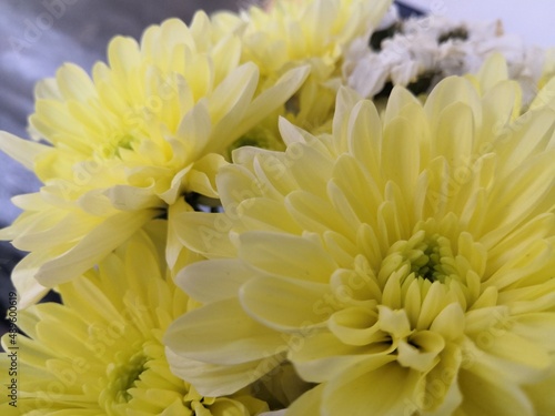 Chrysanthemum yellow